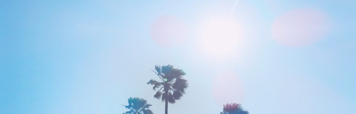 silhouette of four coconut trees at daytime