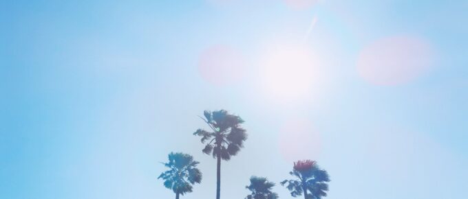 silhouette of four coconut trees at daytime